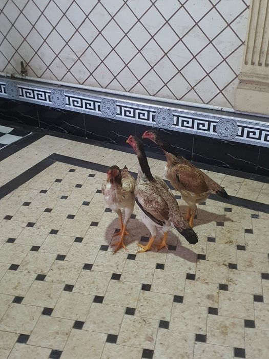 Juja uchalsiham tuxumga kirgan