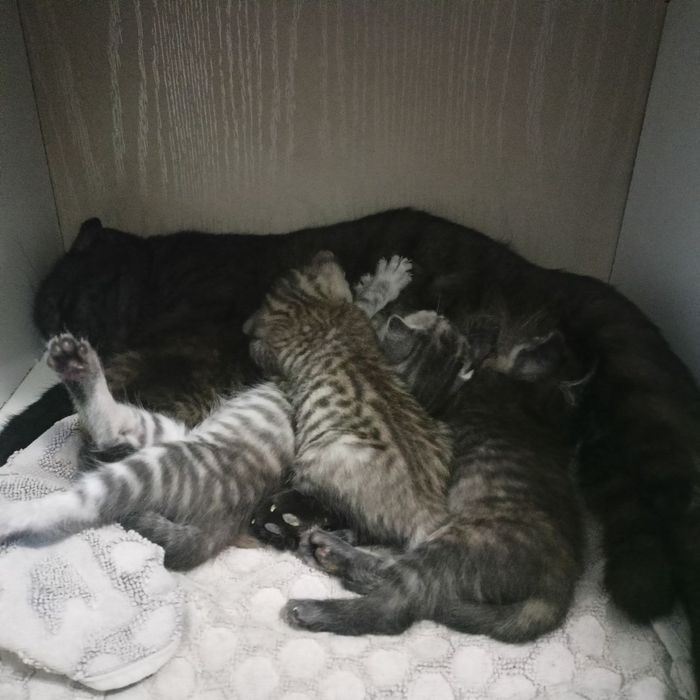 Zotdor ona mushuk 4 ta bolasi bilan sotiladi