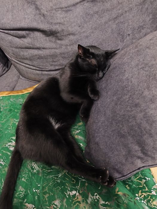 Donez pisica  femela