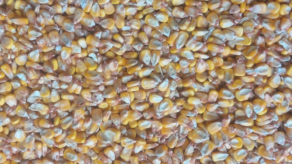 Продаётся  кукуруза