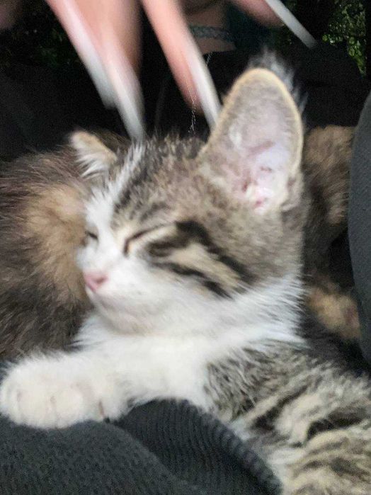 котята мальчик и девочки