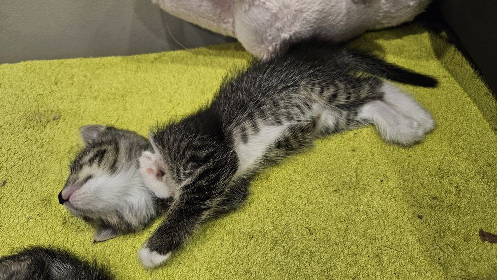 Котята 1,5 месяца