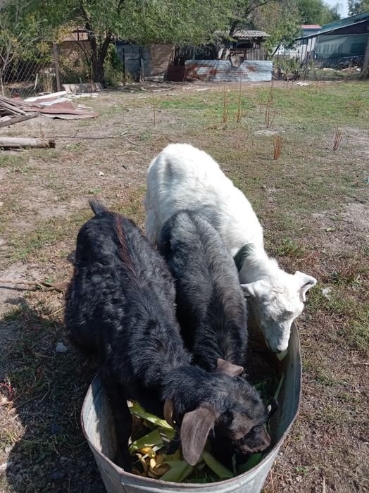 Сауылатын ешкі екі лағымен