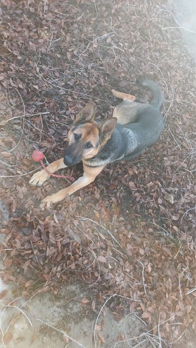 Немецкая овчарка