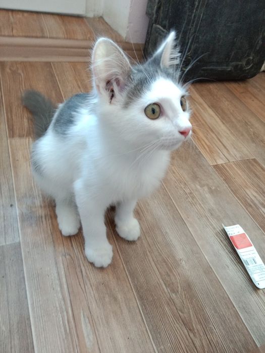 Отдаем котенка в хорошые руки