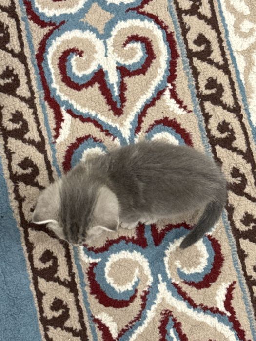 Кошка шотландская вислоухая