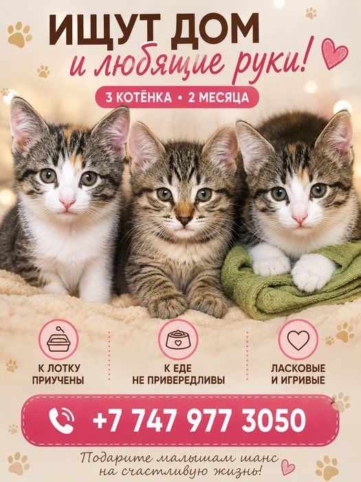 Котята в добрые руки