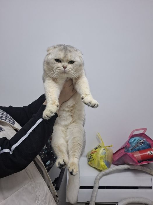 Сктиш Фолд Серебристая Шиншила