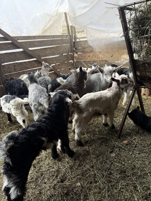 Iezi  pt paste  disponibili