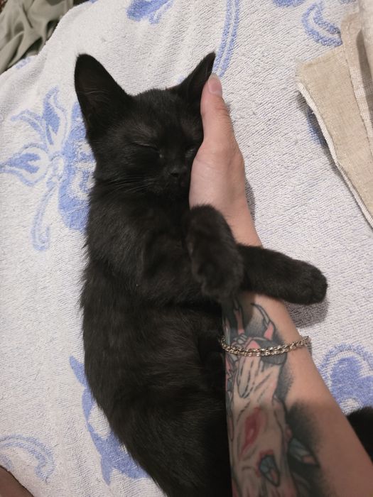 Отдам кота, домашняя версия