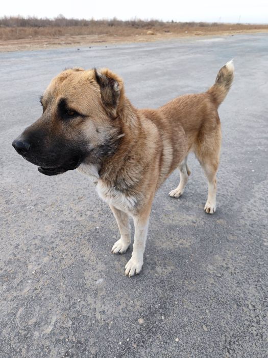 Алабай ит сатылады