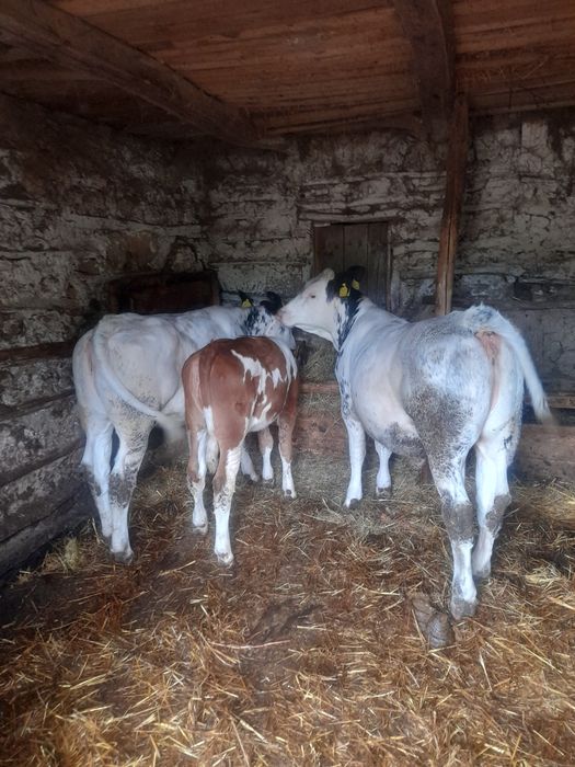 Vând 2 vitele belgiene și Taur baltat