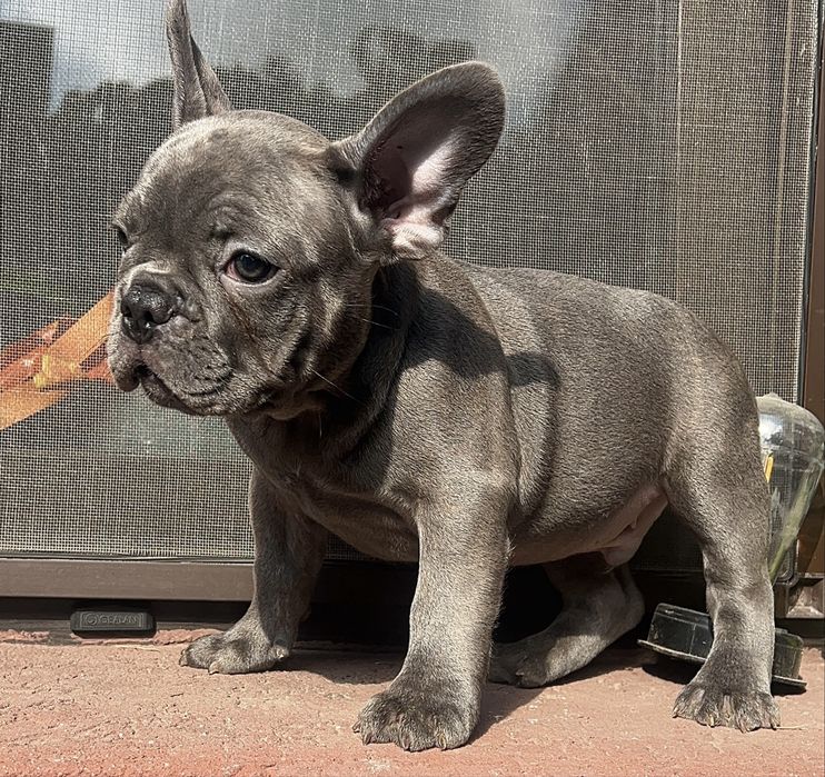 Bulldog francez blue