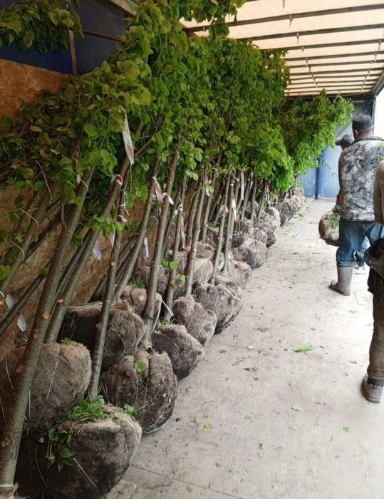 Ели яблони Груши тополя