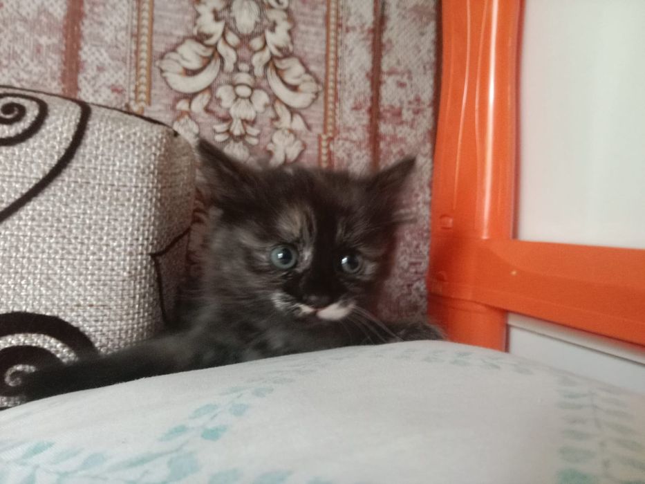 Котята бесплатно
