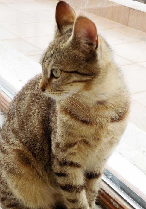 Подаряваме гальовни, умни, котета с хигиенни навици,знаещи имената си