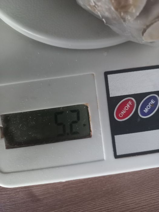 Ракушки рыбки аквариум