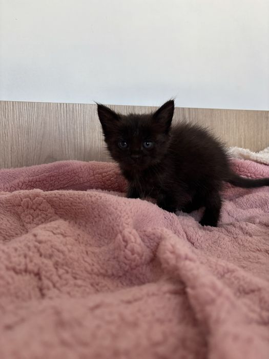 Отдам маленьких котят