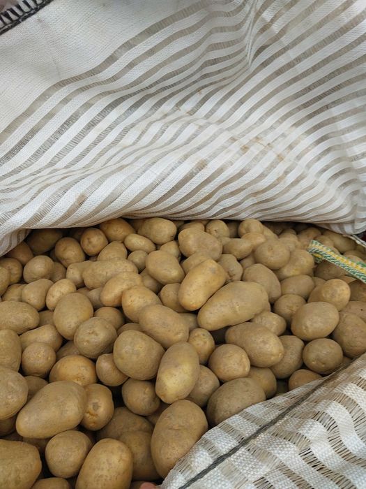 Cartofi sămânță IMPALA timpuriu