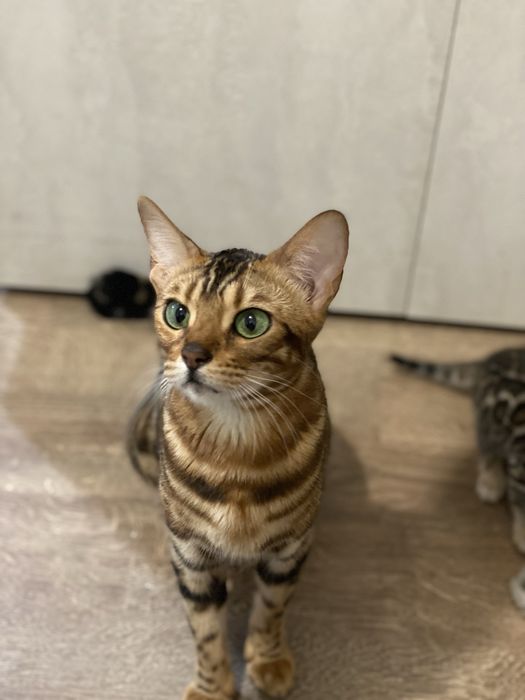 Бенгалски котенца