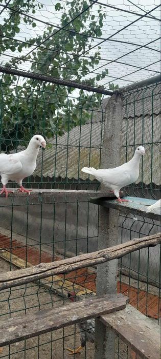 Porumbei de vânzare