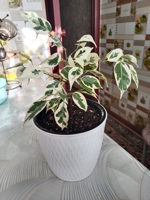 Фикус Бенджамина вариегатный продам