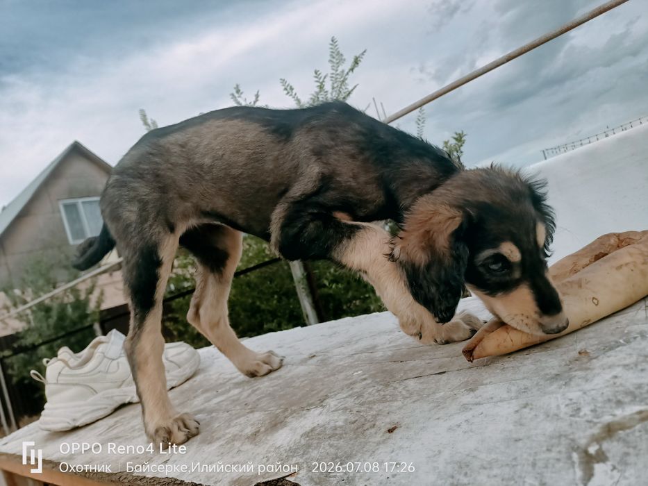 Тазы күшік ұрғашы 2 айлық