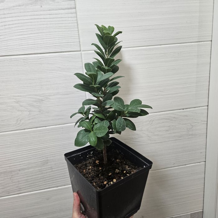 Фикус микрокарпа