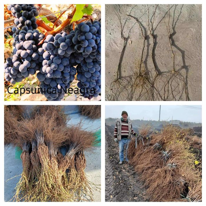 Butași viță de vie Altoita și Hibrida anul 2 și 3 diverse soiuri