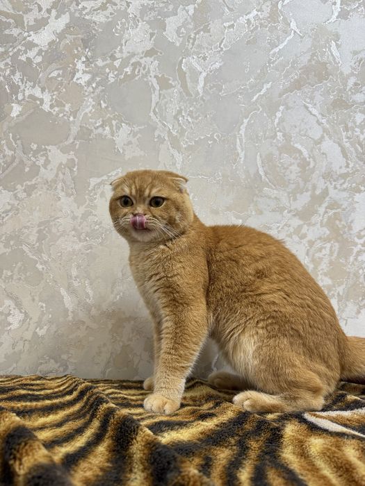 Вязка Scottish fold shinshilla