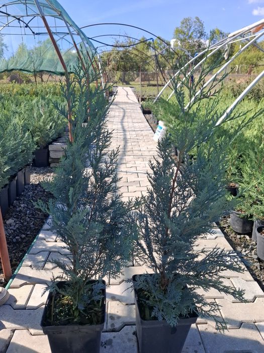 Producator vand Chiparos Lawsoniana