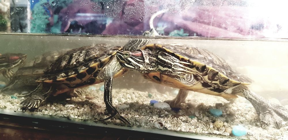 Красноухая черепаха