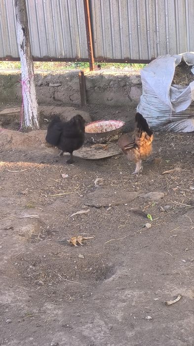 Жас  уй тауықтары сатылады