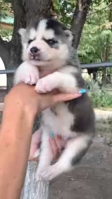 мальчик хаски с разным цветом глаз(АРЛЕКИН)