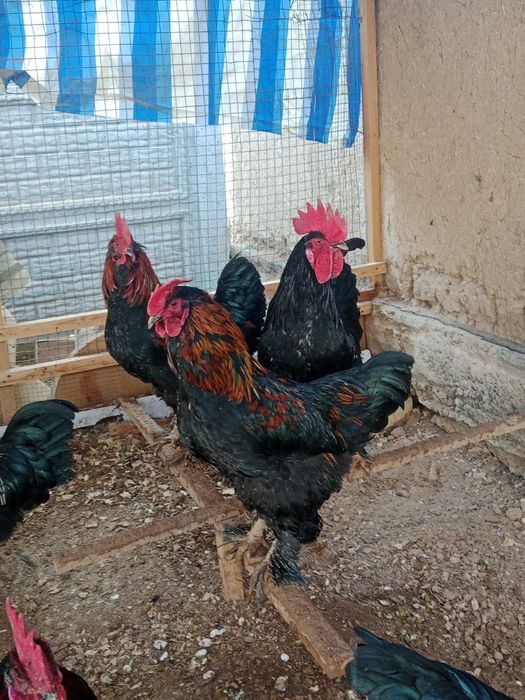 Несушка жужа сотаман 20 мин