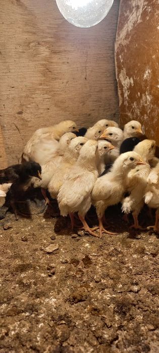 Балапандар сатылады