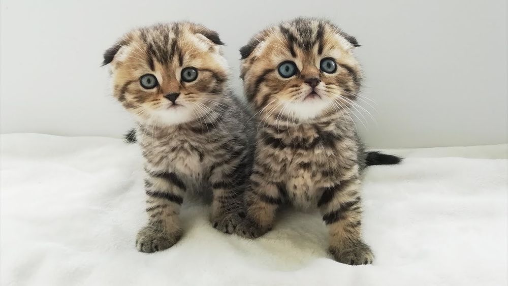 Срочно продою шодланских  котят скотиш фолд