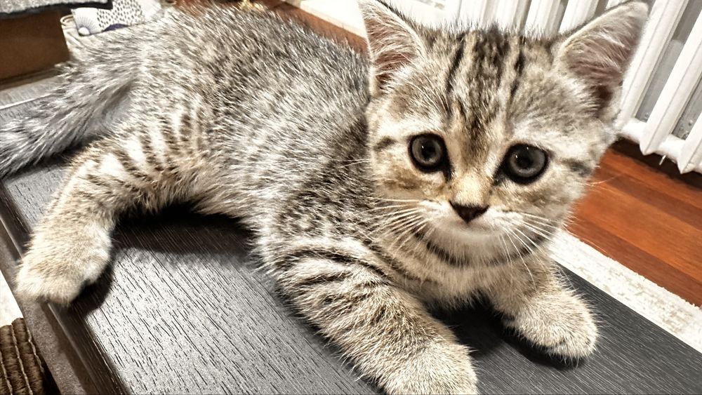 Продам британскую кошечку