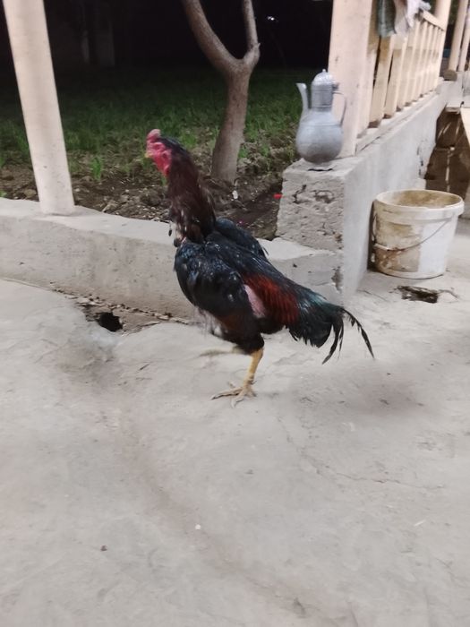 Дакан туляк кораз сатылад