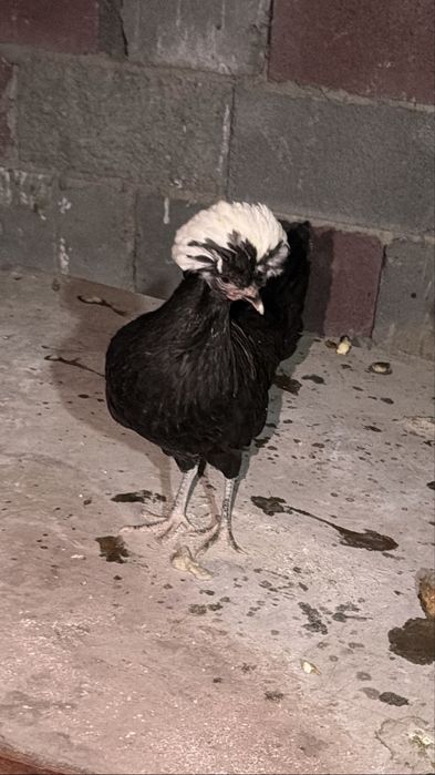 Куры редкие молодые