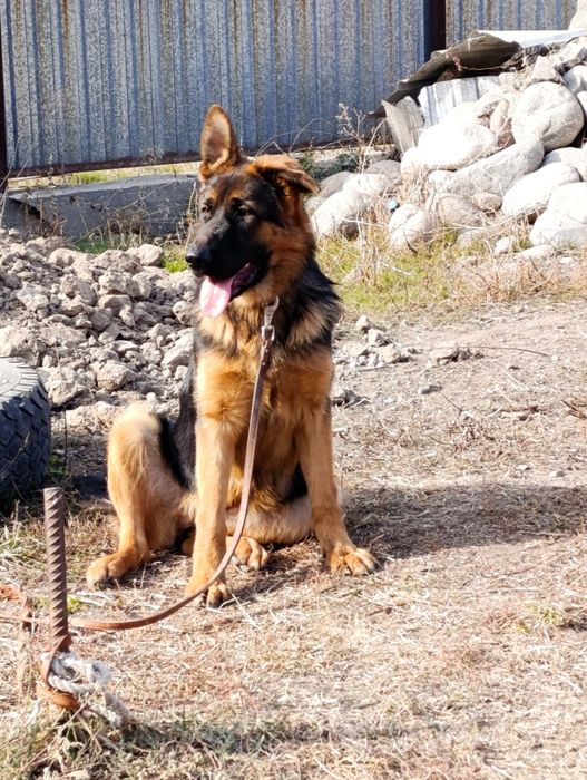 Продается немецкий овчарки щенки