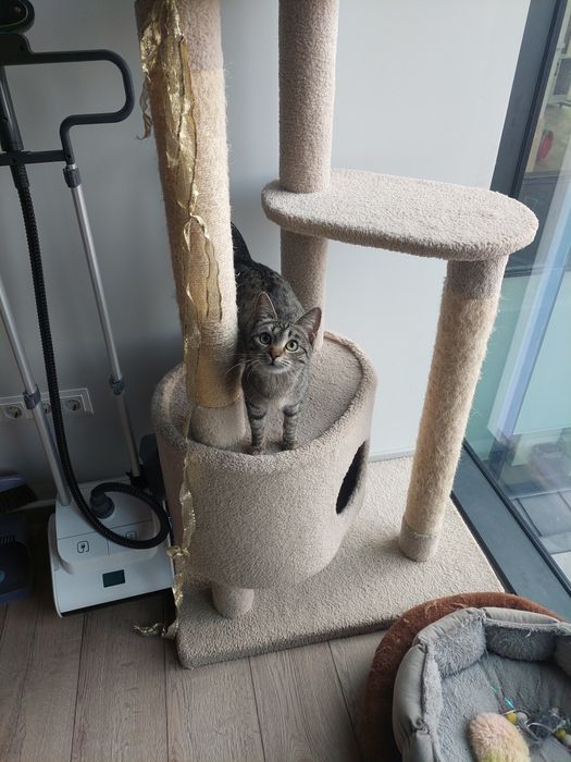 Котенок девочка стерилизованная