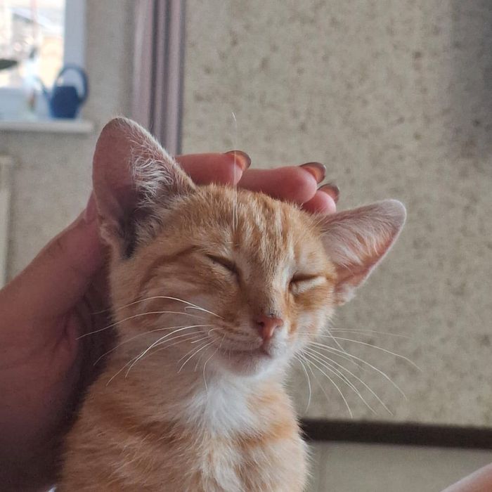 Котик в добрые ручки , мальчик