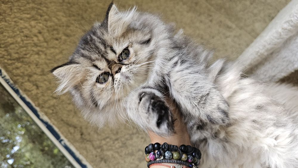 Персийско котенце