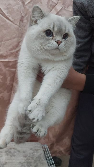 Sotilmaydi Vyazka qiz mushuklarni uyga taklif qilamiz