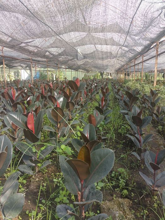 Фикусы Бенжамина