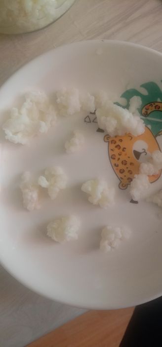 Тибетский молочный гриб