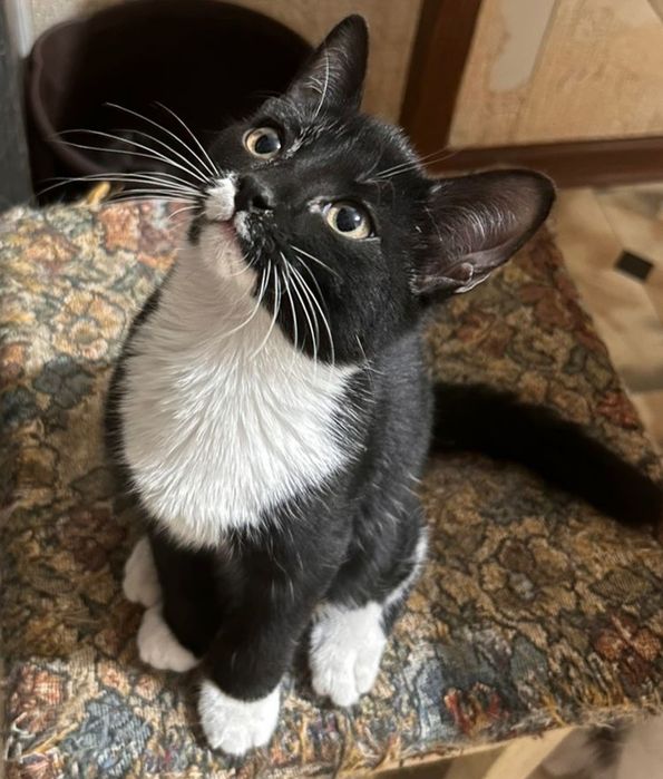 Котята ищут семью