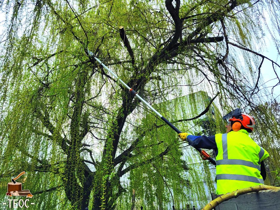 Рязане на опасни дървета и кастрене на клони - Варна