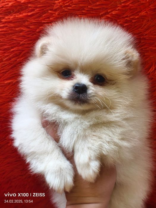 Очаровательные щенки шпица.